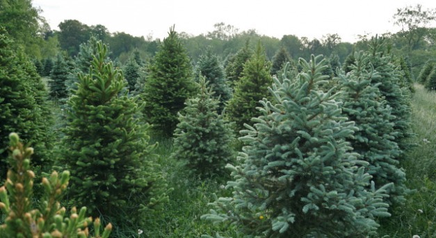 Karácsonyfa árak egy hónappal az ünnepek előtt